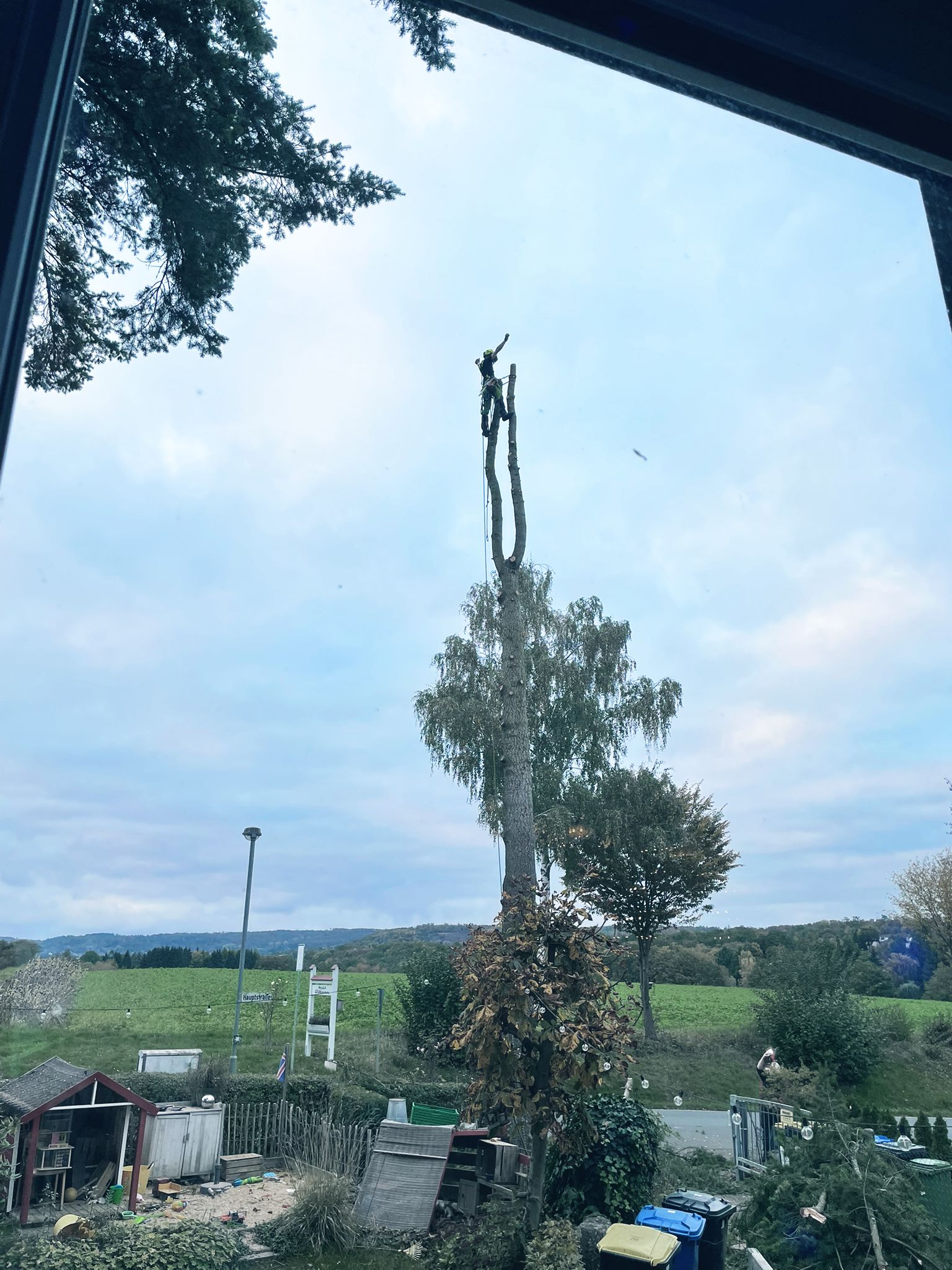 Baumpflege von Arbor Tactics