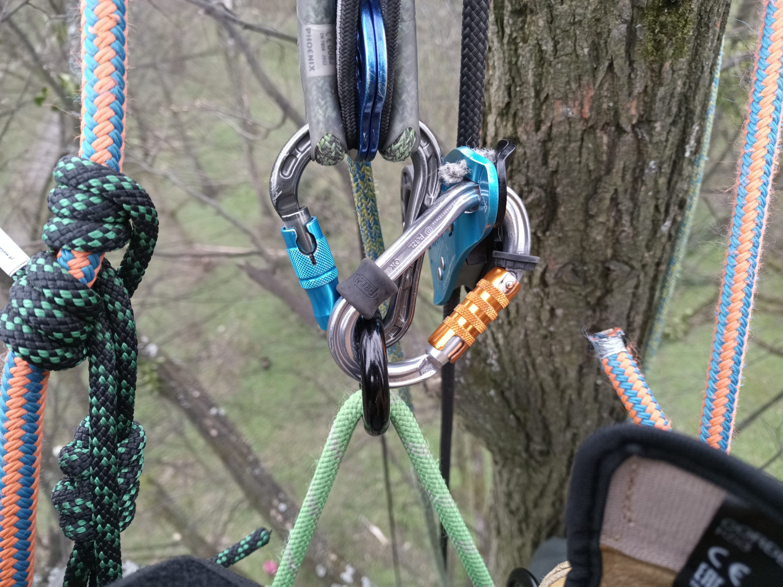 Baumpflege von Arbor Tactics