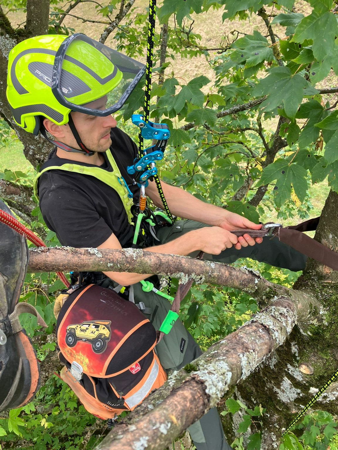 Arbeit in der Baumkrone